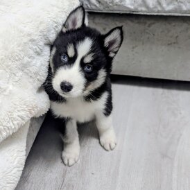 Siberian Husky