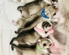 Siberian Husky