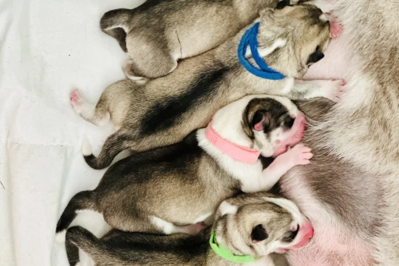 Siberian Husky