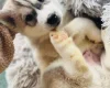 Siberian Husky