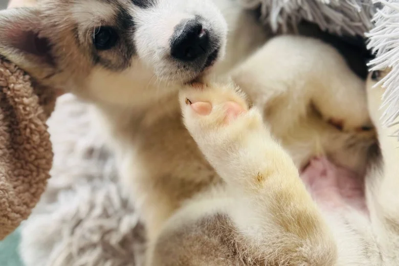 Siberian Husky