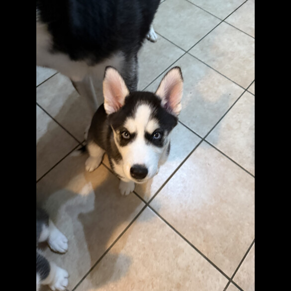 Siberian Husky