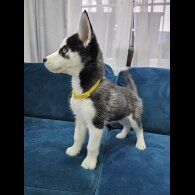 Siberian Husky