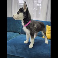 Siberian Husky