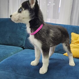 Siberian Husky