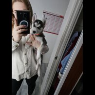 Siberian Husky