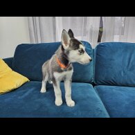 Siberian Husky