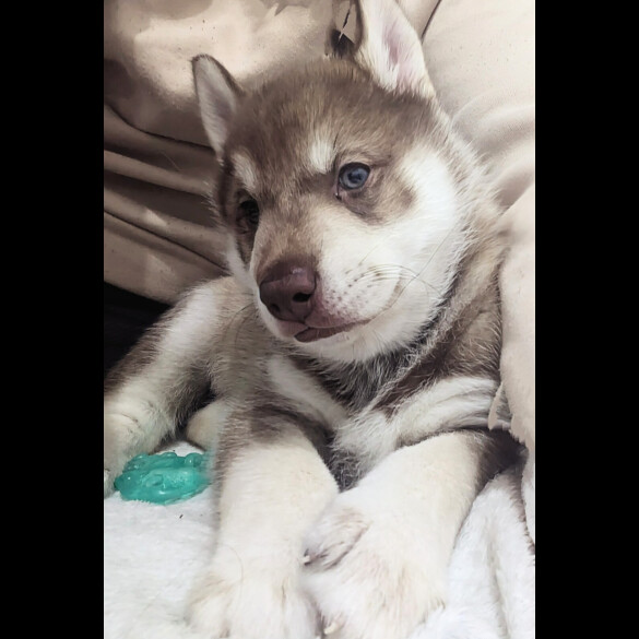 Siberian Husky