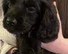 Sprocker Spaniel