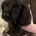 Sprocker Spaniel
