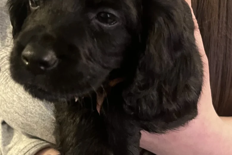 Sprocker Spaniel