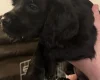 Sprocker Spaniel
