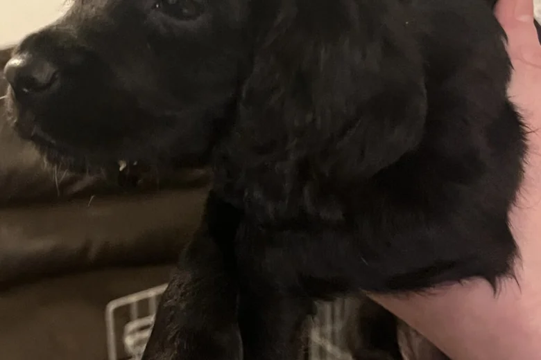 Sprocker Spaniel