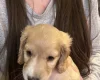 Sprocker Spaniel