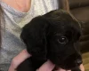 Sprocker Spaniel