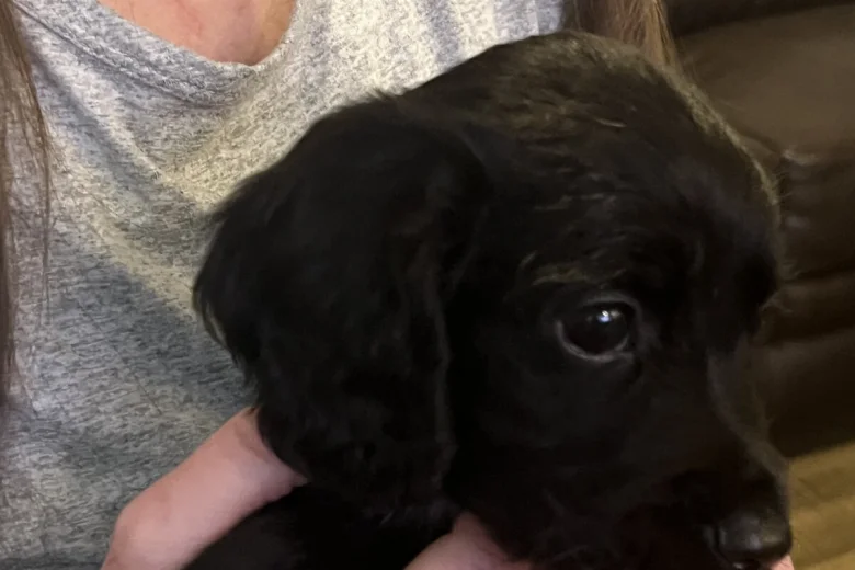 Sprocker Spaniel