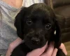 Sprocker Spaniel
