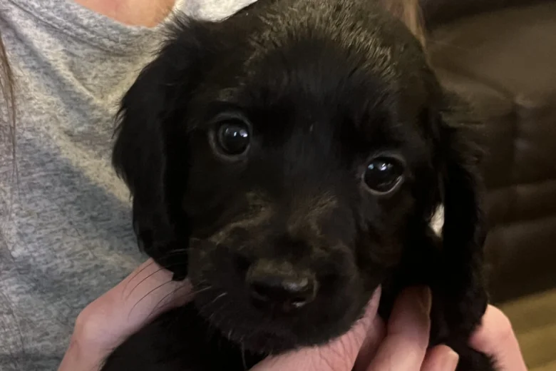 Sprocker Spaniel