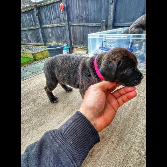 Staffordshire Bull Terrier