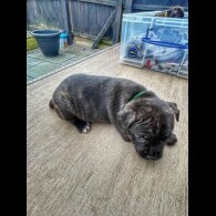 Staffordshire Bull Terrier