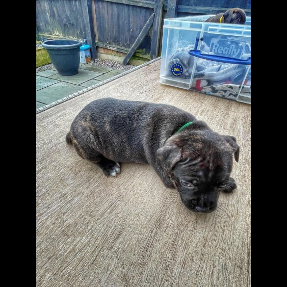 Staffordshire Bull Terrier