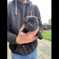 Staffordshire Bull Terrier