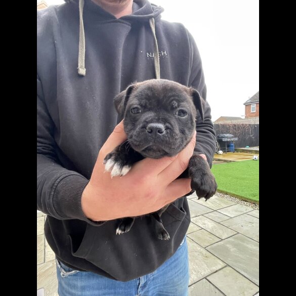 Staffordshire Bull Terrier