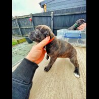Staffordshire Bull Terrier