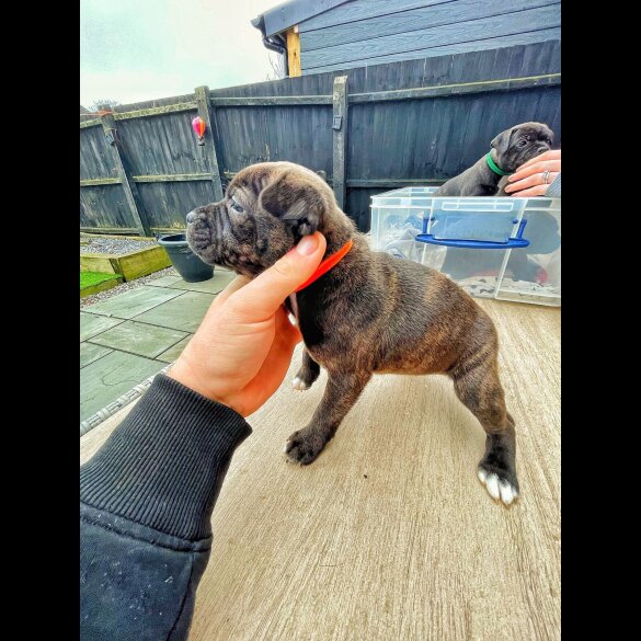 Staffordshire Bull Terrier