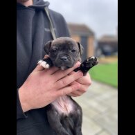 Staffordshire Bull Terrier
