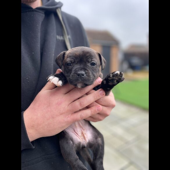 Staffordshire Bull Terrier