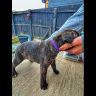 Staffordshire Bull Terrier