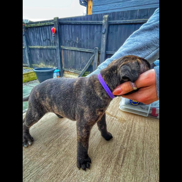 Staffordshire Bull Terrier