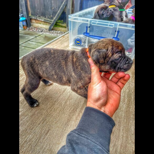 Staffordshire Bull Terrier