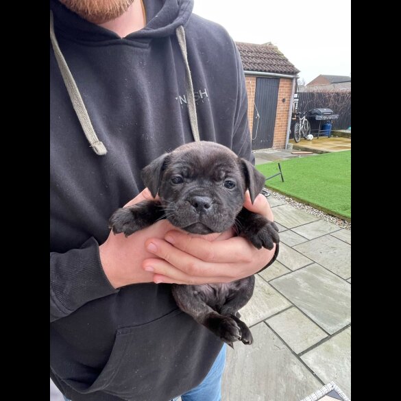 Staffordshire Bull Terrier
