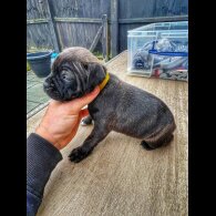 Staffordshire Bull Terrier