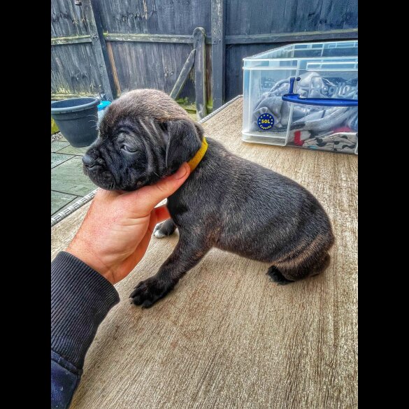 Staffordshire Bull Terrier