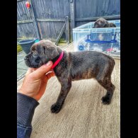 Staffordshire Bull Terrier