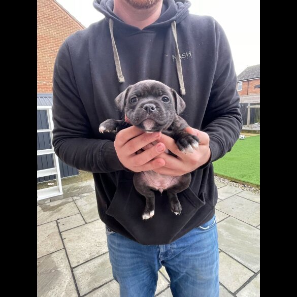 Staffordshire Bull Terrier