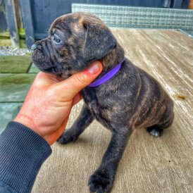 Staffordshire Bull Terrier