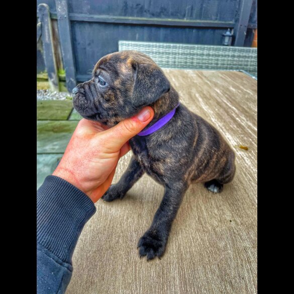 Staffordshire Bull Terrier