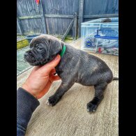 Staffordshire Bull Terrier