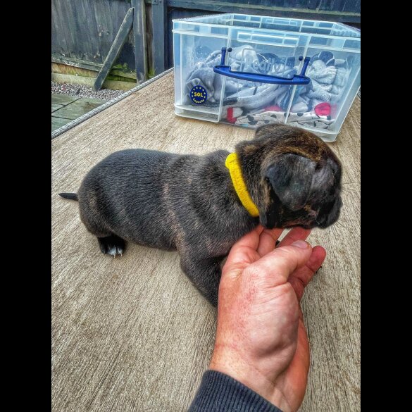 Staffordshire Bull Terrier