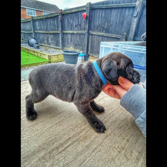 Staffordshire Bull Terrier