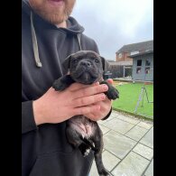 Staffordshire Bull Terrier