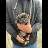 Staffordshire Bull Terrier