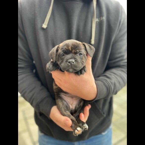 Staffordshire Bull Terrier