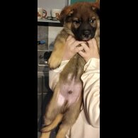 Staffordshire Bull Terrier