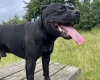 Staffordshire Bull Terrier