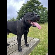 Staffordshire Bull Terrier